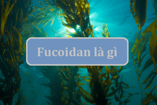Fucoidan là gì? Thuốc Fucoidan là gì? – King Fucoidan & Agaricus